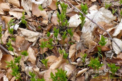 Mercurialis perennis